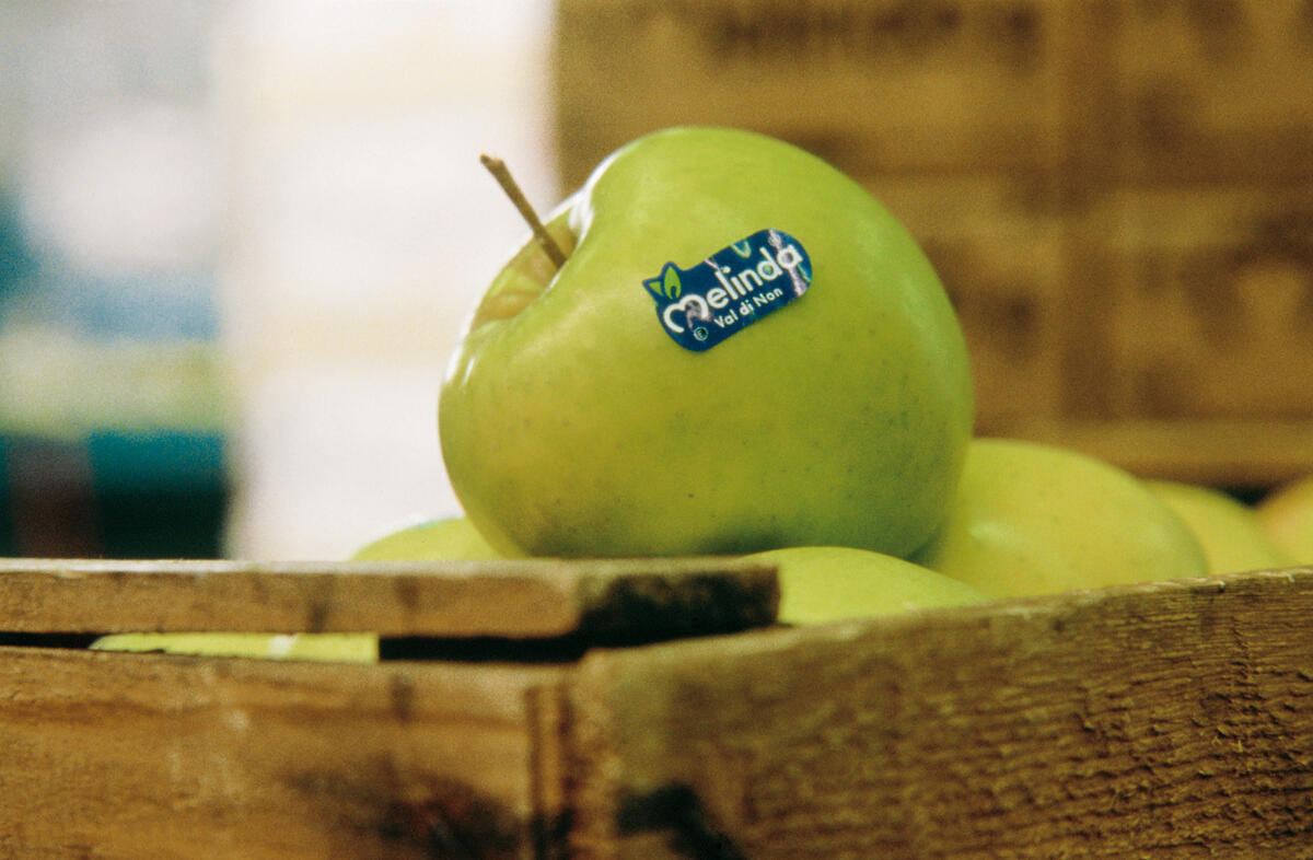 Melinda: la mela del Trentino che raggiunge 50 mercati esteri