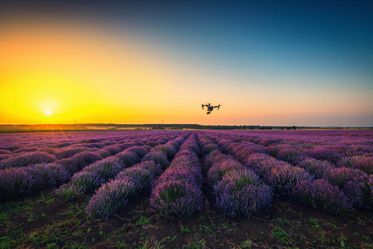 Agrorobotica: la startup che usa i droni per catturare gli insetti che danneggiano le colture agricole