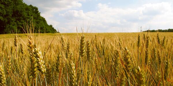 E-Auction, una piattaforma telematica di commercio per il settore agri-food