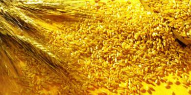 LEuropa insidia il primato degli USA nelle esportazioni di grano