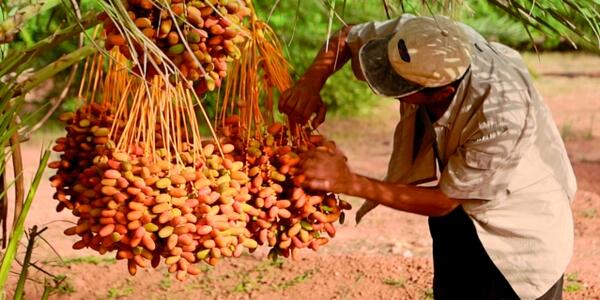 Algeria, non è più tempo per Oil&Gas