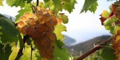 Il mercato del vino: evoluzioni e tendenze in Italia e nel mondo